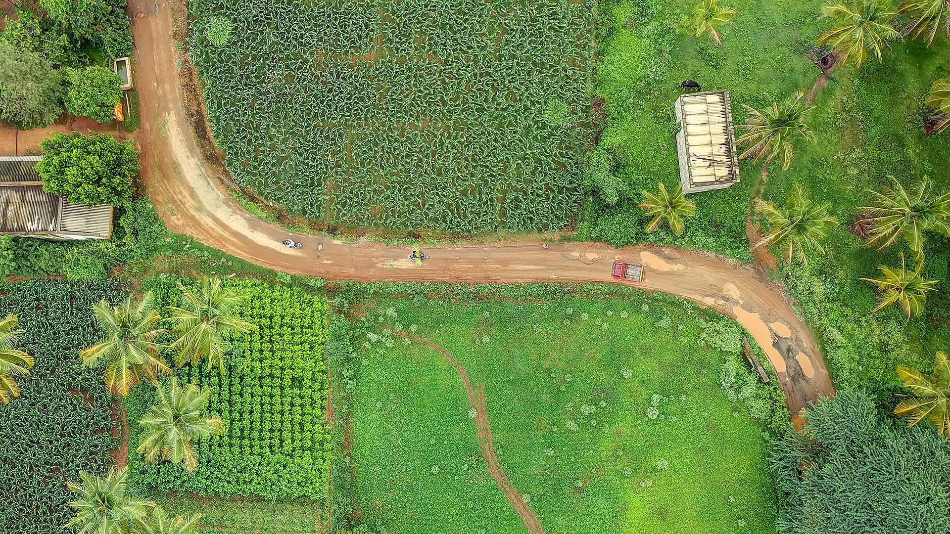 En grusväg snirklar sig mellan odlingsplättar i tropiskt klimat med palmer. Fågelperspektiv.