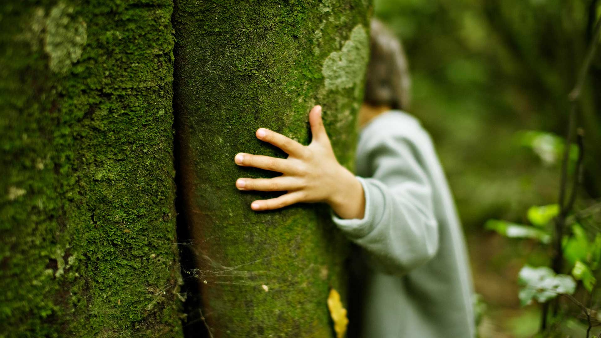 Närbild av grön trädstam, barnhand och arm syns krama medan ansiktet är dolt av trädet.