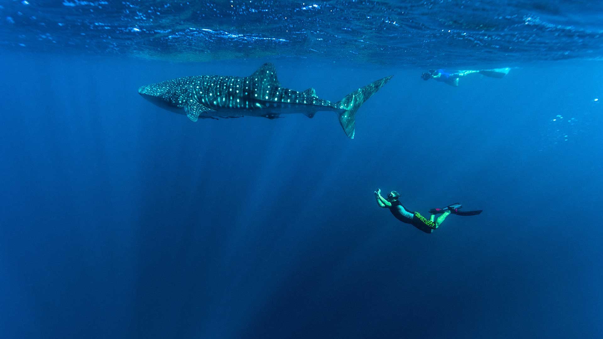 Undervattensfoto av haj strax under ytan och dykare som simmar uppåt, under hajens stjärtfena.