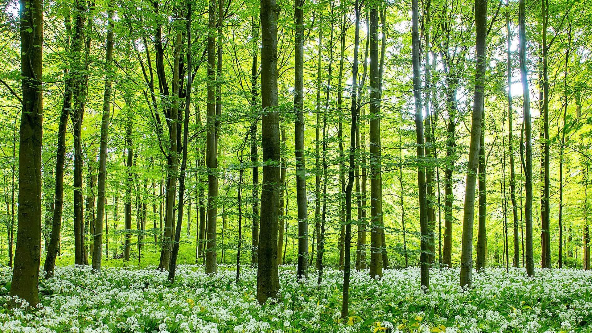 Lövskog i vårskrud. Blommande ramslök klär marken. 