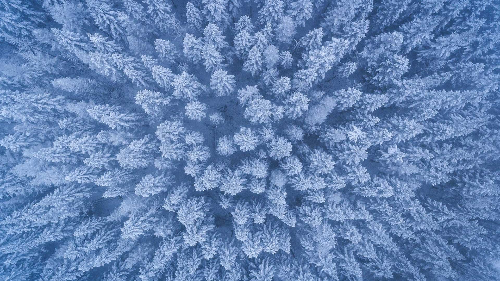 Fågelperspektiv av granskog i vinterskrud.