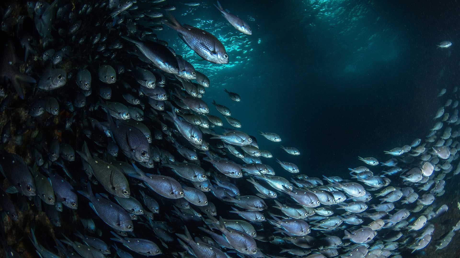 Silverglittrande fiskstim virvlar genom mörkt hav.